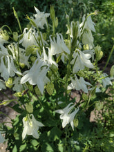 Load image into Gallery viewer, White Columbine
