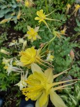 Load image into Gallery viewer, Mixed-color Columbine
