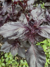 Load image into Gallery viewer, Purple Basil
