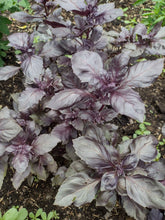 Load image into Gallery viewer, Purple Basil
