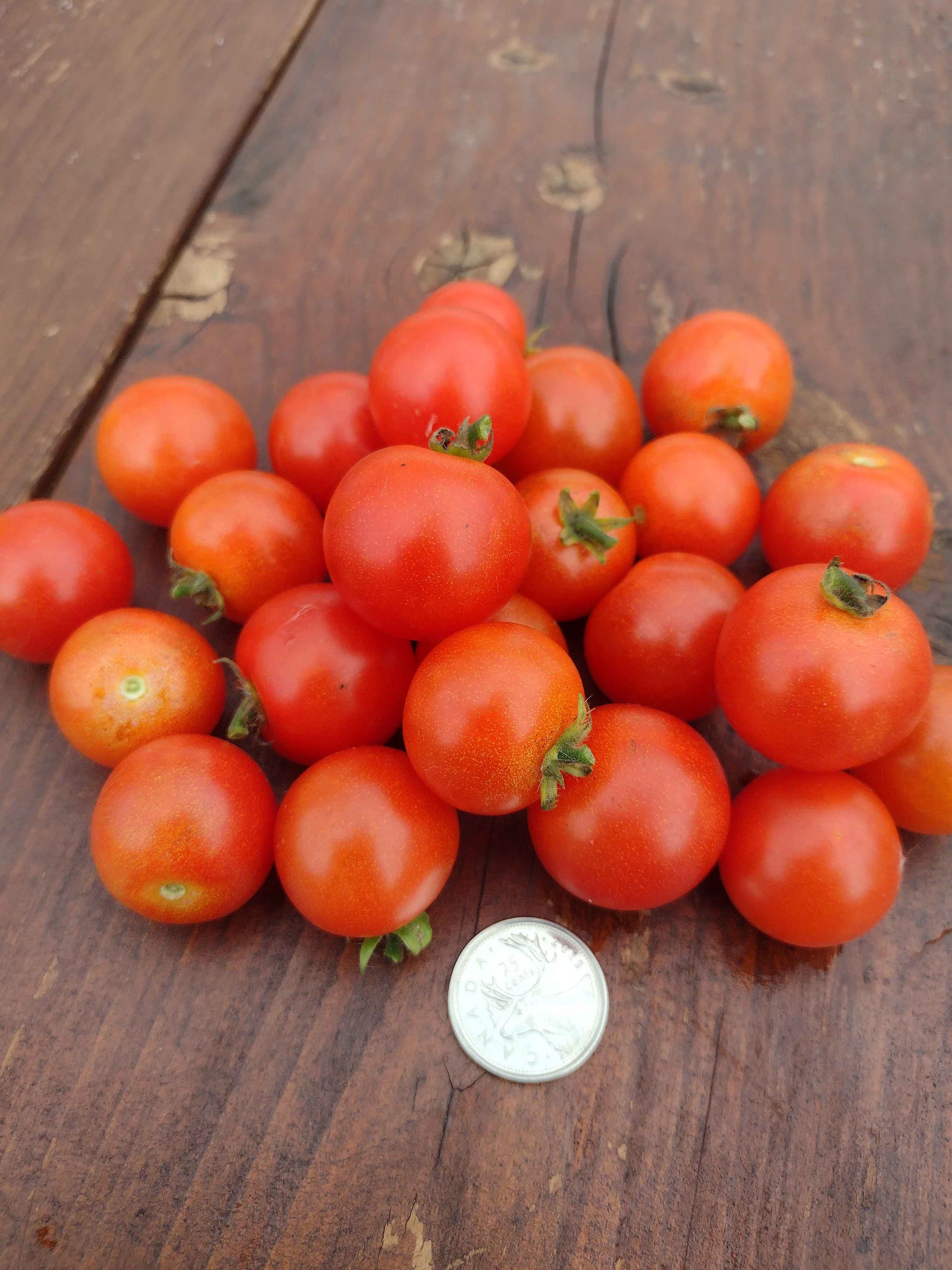 Micro-Dwarf Bonsai Tomato  vegetomix