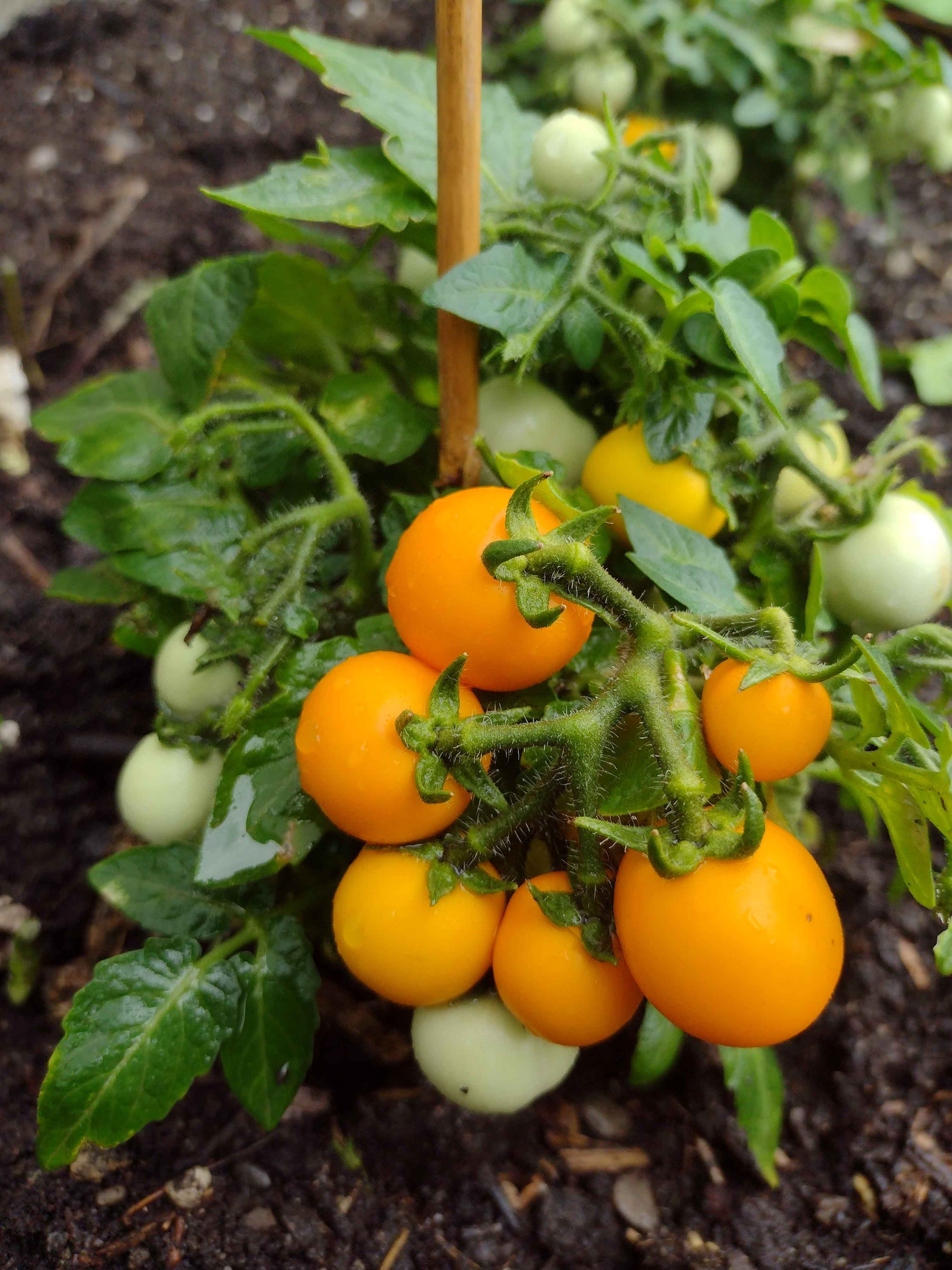 Micro-Dwarf Tom Gold Tomato – vegetomix