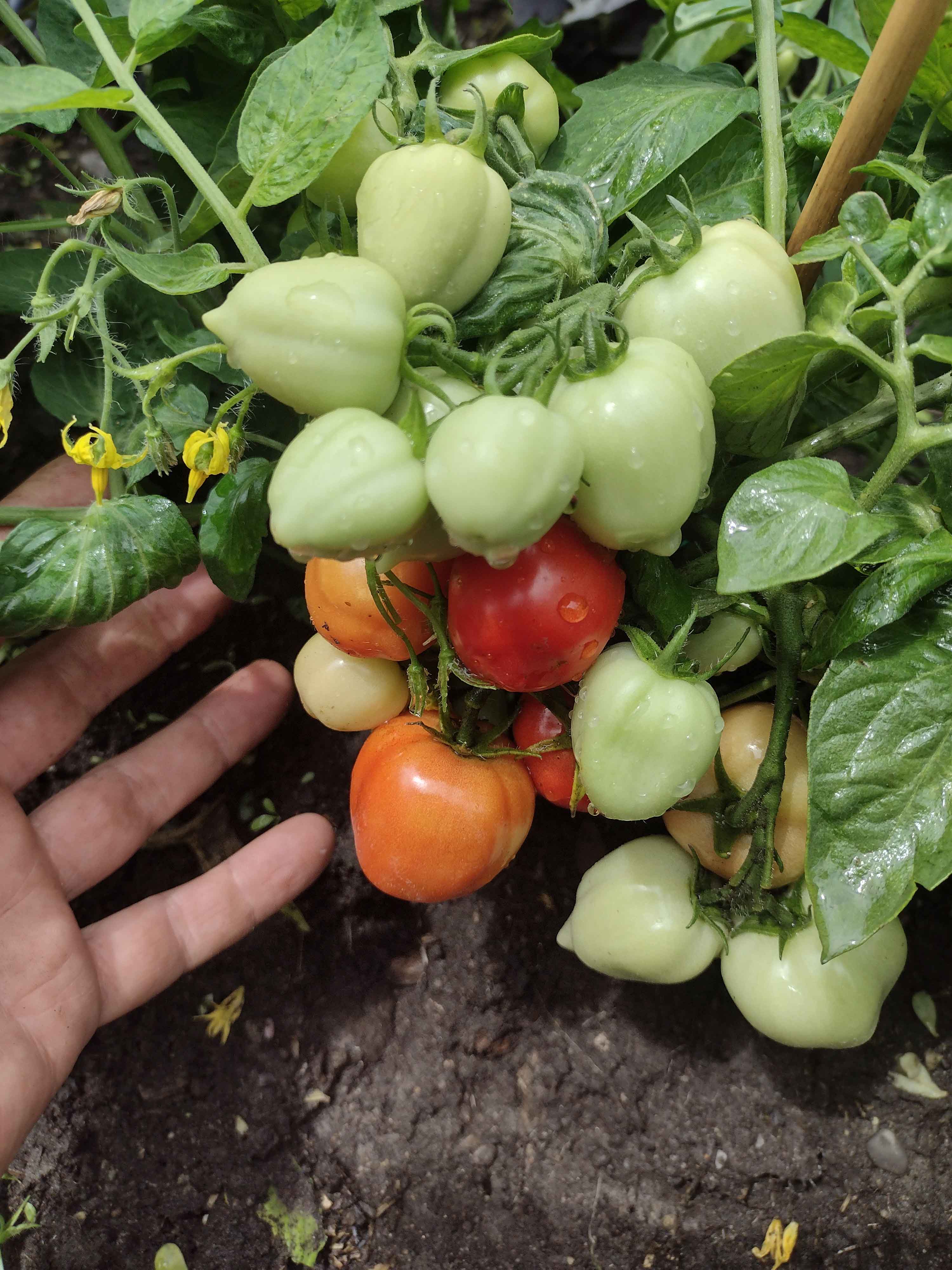 Micro-Dwarf Heartbreaker Tomato – vegetomix
