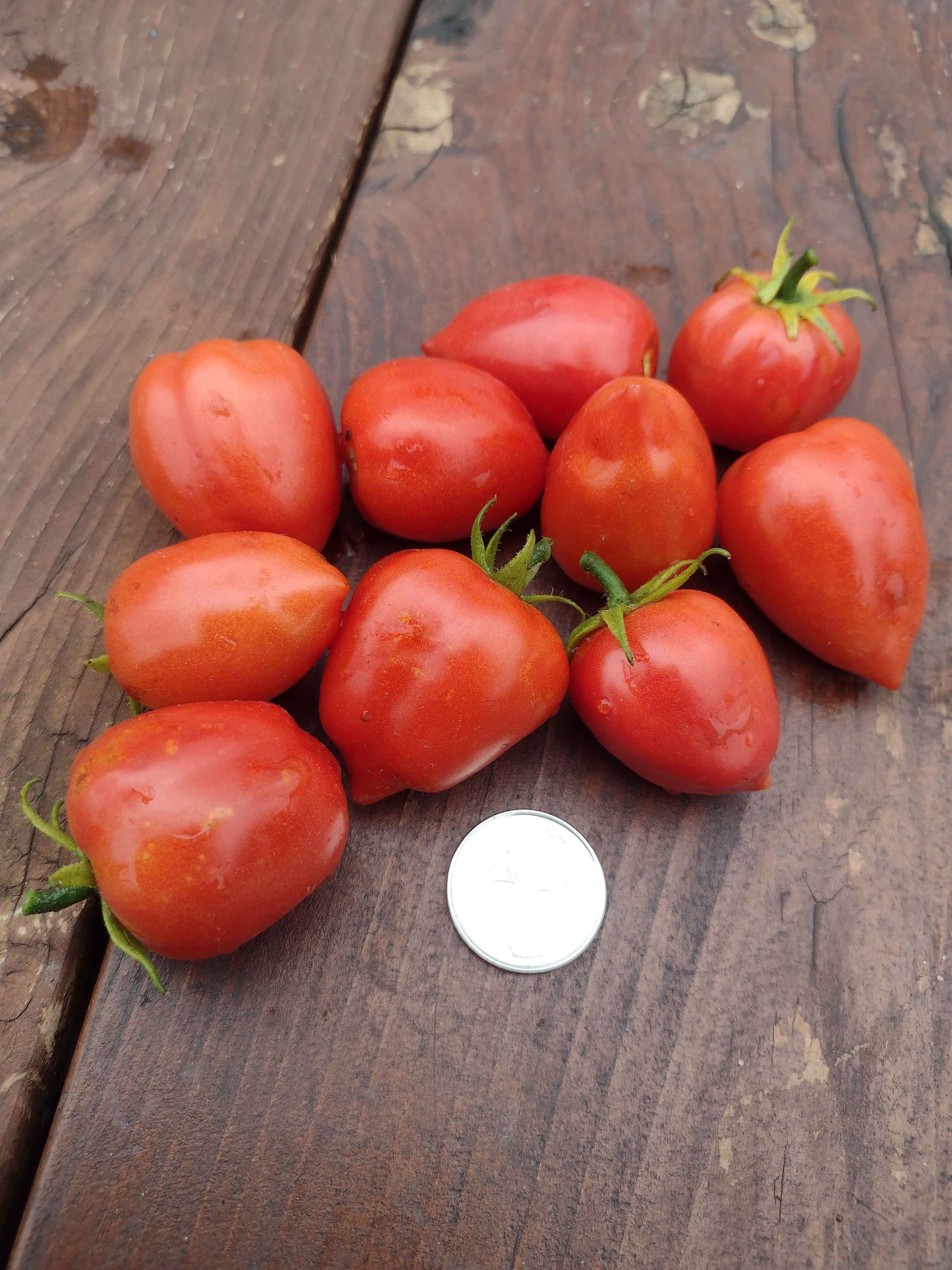 Micro-Dwarf Heartbreaker Tomato – vegetomix
