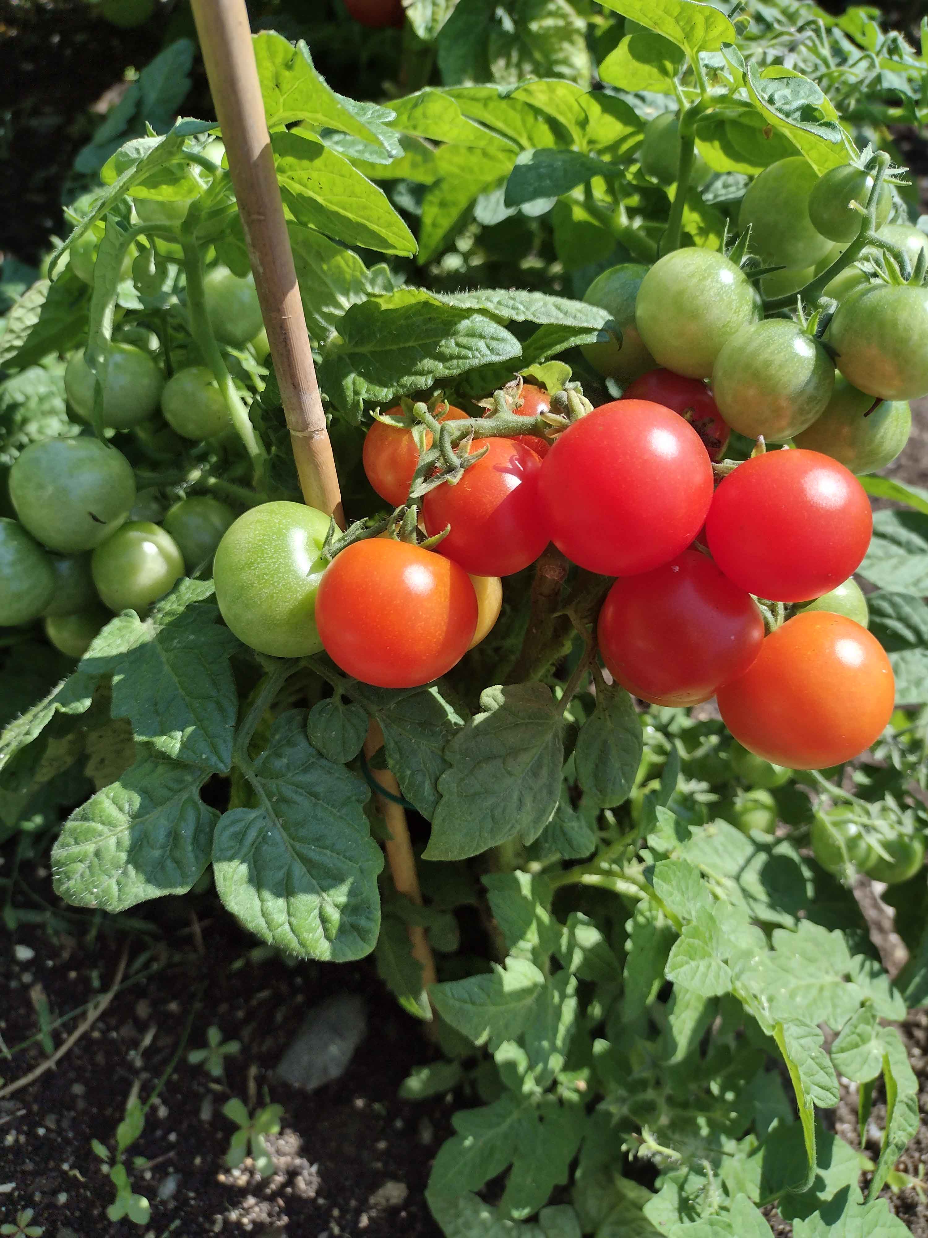 Petite Tomate Cerise Rouge – vegetomix