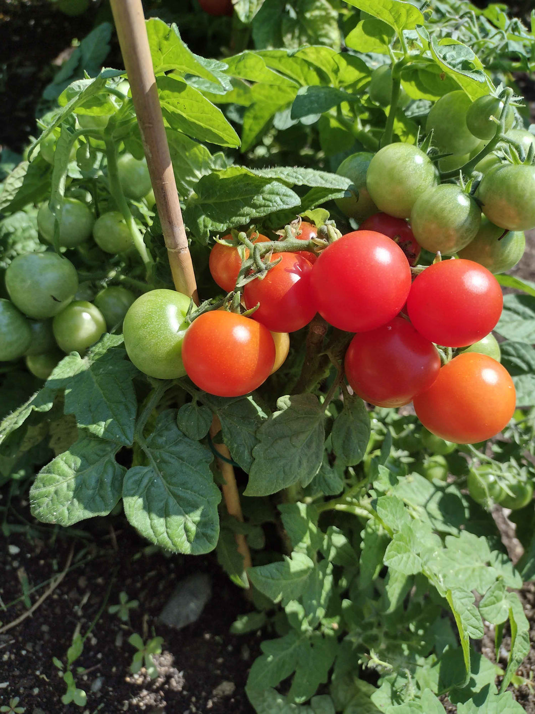 Tomate Micro-naine Pigmy