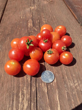 Load image into Gallery viewer, Micro-Dwarf Pigmy Tomato
