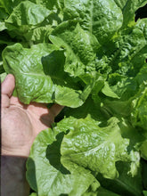 Load image into Gallery viewer, Buttercrunch Butter Lettuce
