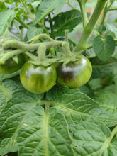 Load image into Gallery viewer, Micro-Dwarf Inkspot Tomato
