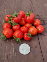 Load image into Gallery viewer, Micro-Dwarf Baby Tomato

