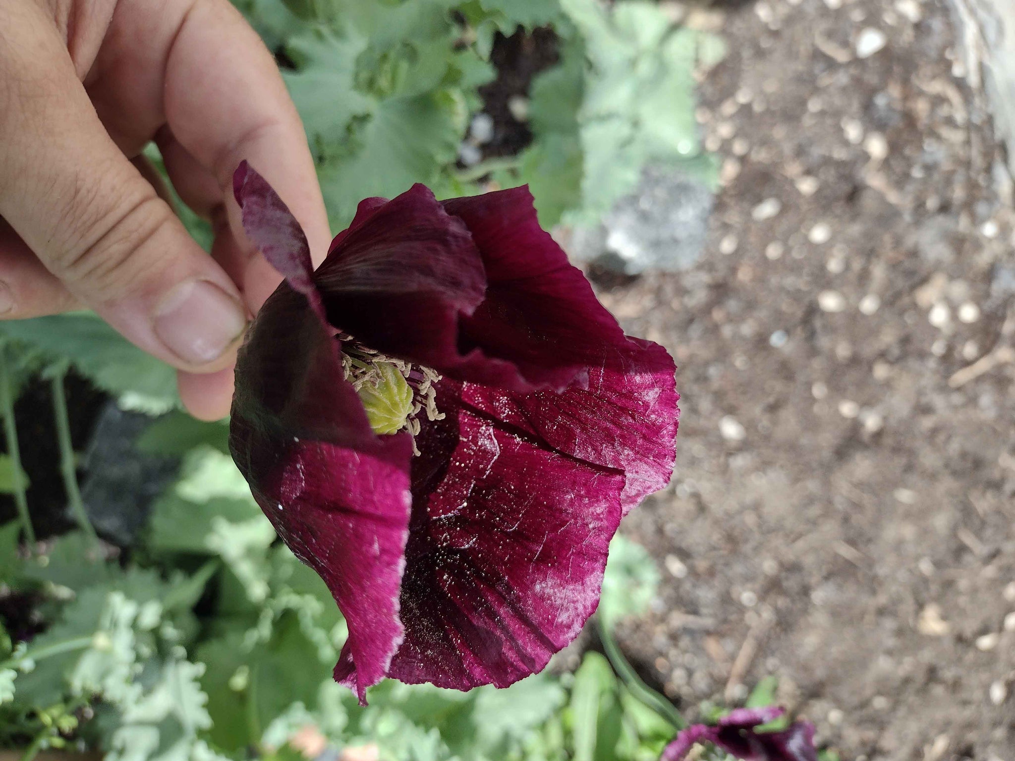 Poppy After Midnight – vegetomix