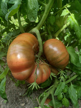 Load image into Gallery viewer, Cherokee Purple Tomato
