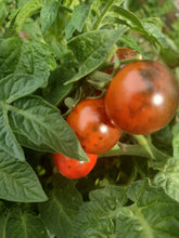 Load image into Gallery viewer, Micro-Dwarf Inkspot Tomato
