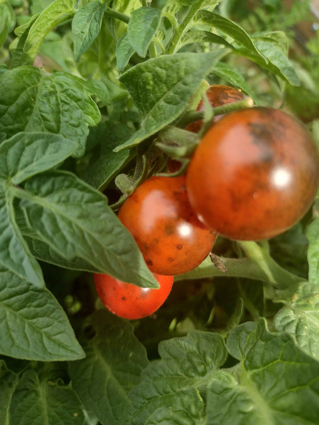 Micro-Dwarf Inkspot Tomato