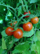 Load image into Gallery viewer, Hawaiian Currant Tomato
