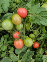 Load image into Gallery viewer, Rossy Finch Micro-Dwarf Tomato
