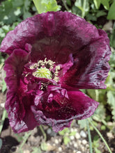 Load image into Gallery viewer, Poppy After Midnight
