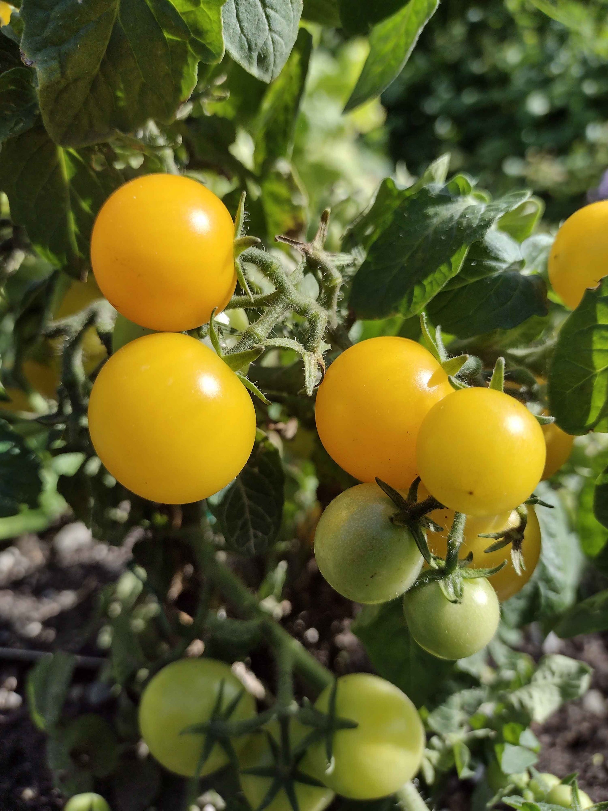 mini tomato様 IMG_20230721_144755334_3000x.