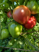 Load image into Gallery viewer, Hungarian Heart Tomato
