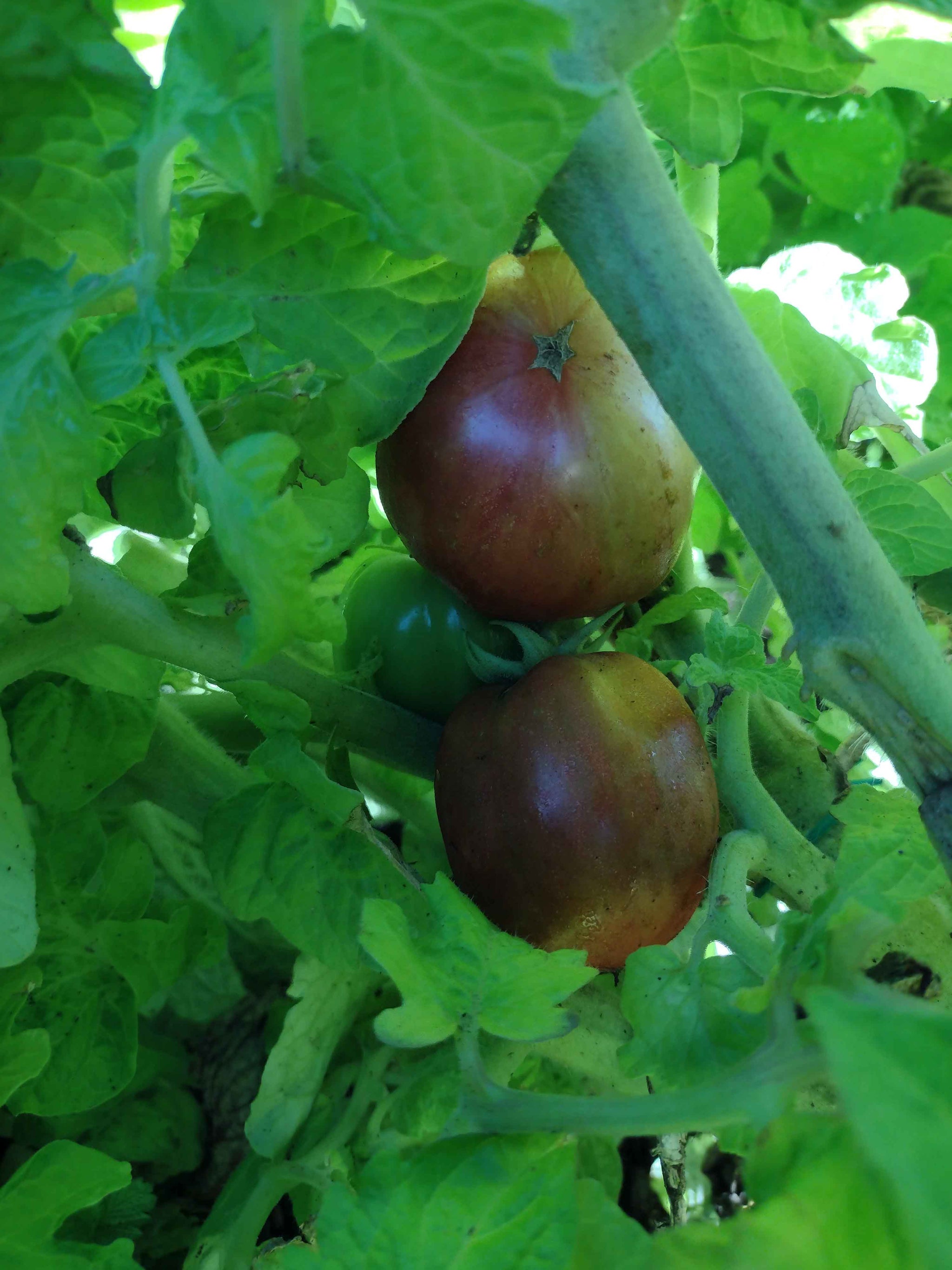 Groovy Tunes Tomato – vegetomix
