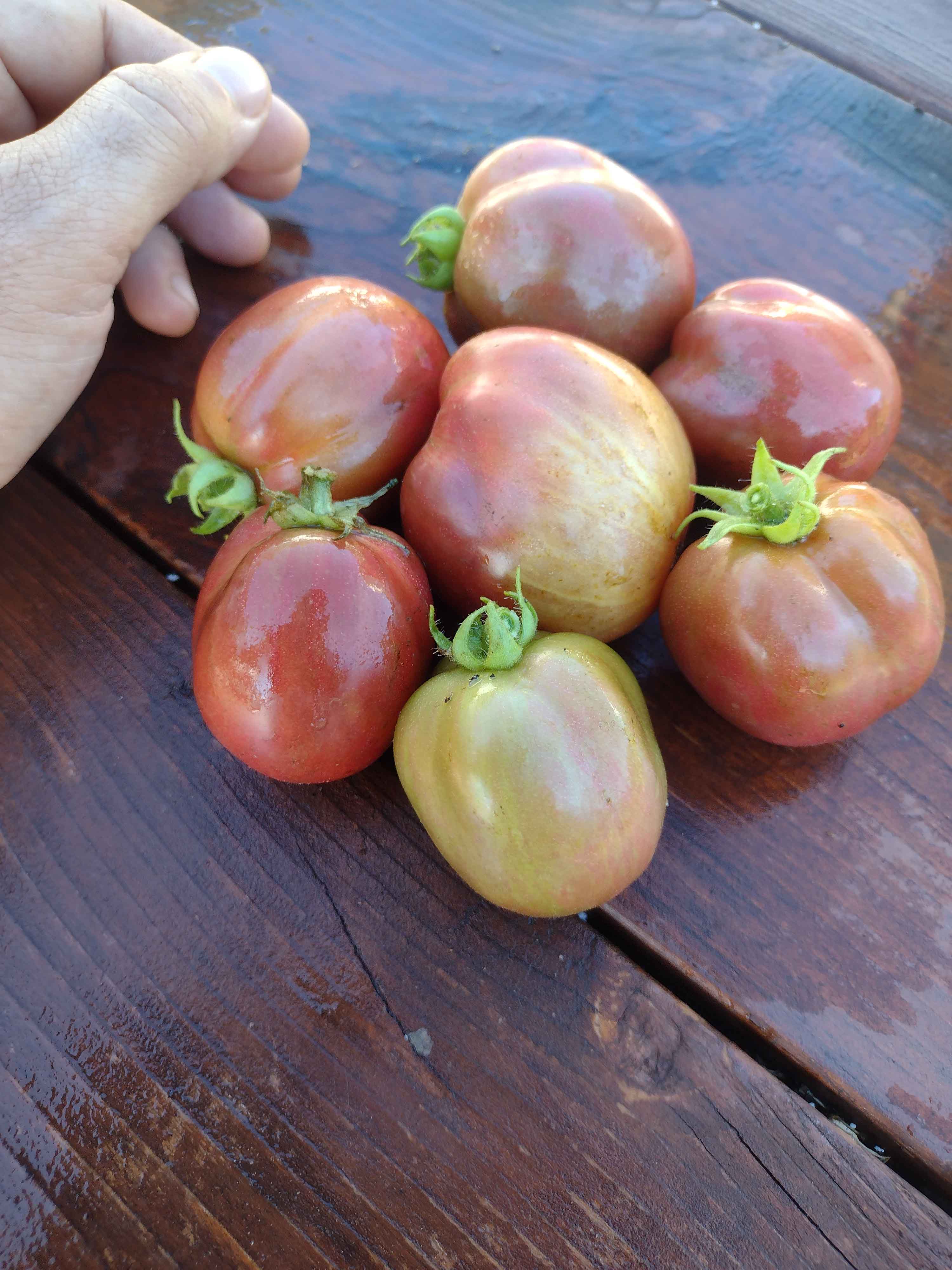Groovy Tunes Tomato – vegetomix