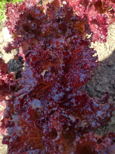 Load image into Gallery viewer, Laitue frisée rouge rubis
