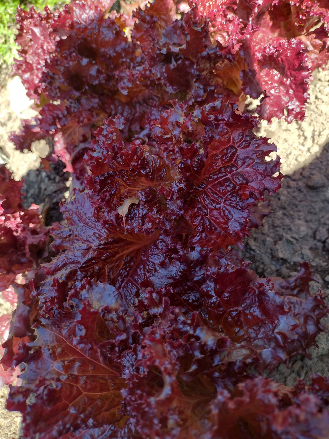 Laitue frisée rouge rubis