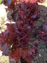 Load image into Gallery viewer, Laitue frisée rouge rubis
