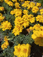 Load image into Gallery viewer, Durango Yellow Marigold
