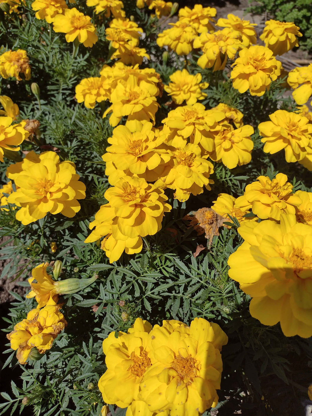 Durango Yellow Marigold