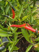 Load image into Gallery viewer, Thai Dragon Pepper
