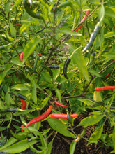Load image into Gallery viewer, Thai Dragon Pepper
