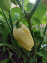 Load image into Gallery viewer, White Scotch Bonnet Pepper
