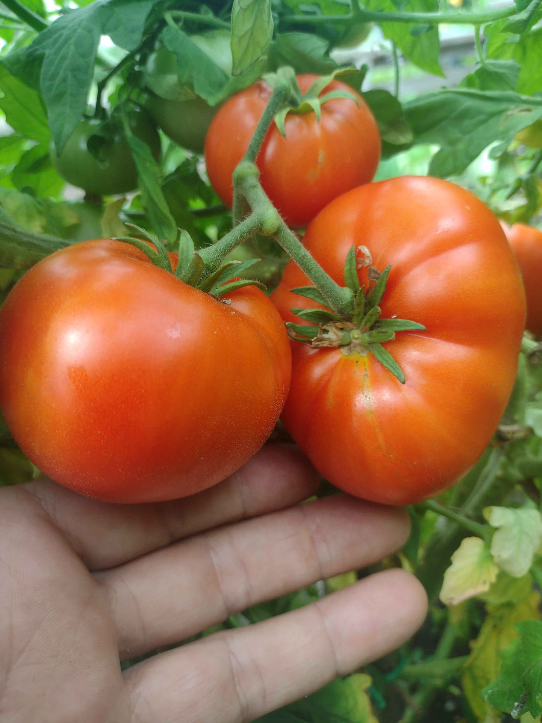 Tomate mountain princess