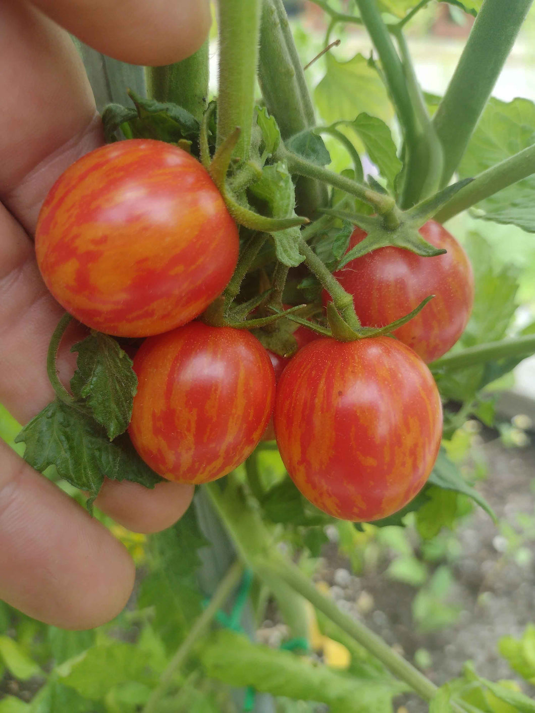 Tomate cerise red zebra