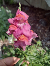 Charger l&#39;image dans la galerie, Muflier Tetra Snapdragon - Antirrhinum Majus
