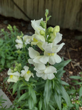 Charger l&#39;image dans la galerie, Muflier Tetra Snapdragon - Antirrhinum Majus
