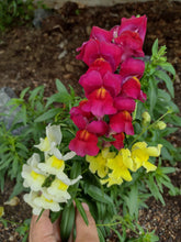 Charger l&#39;image dans la galerie, Muflier Tetra Snapdragon - Antirrhinum Majus
