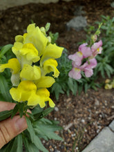 Charger l&#39;image dans la galerie, Muflier Tetra Snapdragon - Antirrhinum Majus
