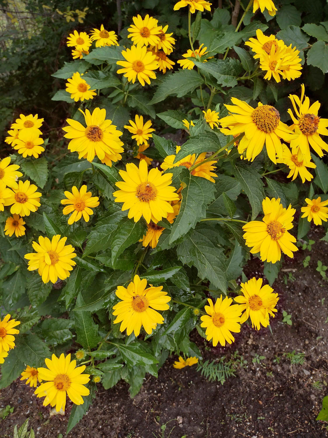 Héliopsis (faux tournesol)