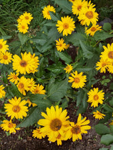 Load image into Gallery viewer, Héliopsis (faux tournesol)
