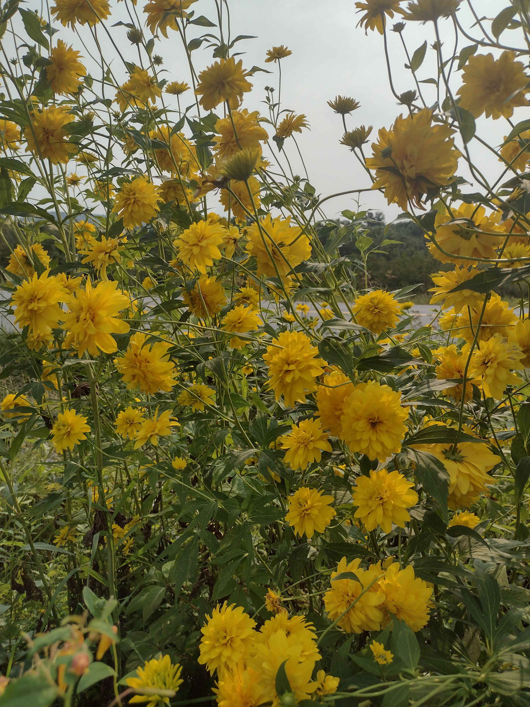 Rudbeckie laciniata plena