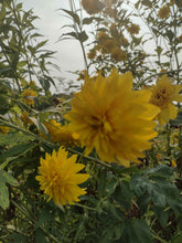 Load image into Gallery viewer, Rudbeckie laciniata plena
