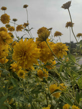 Load image into Gallery viewer, Rudbeckie laciniata plena
