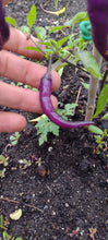 Load image into Gallery viewer, Piment Buena mulata
