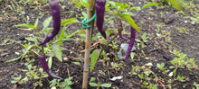 Load image into Gallery viewer, Piment Buena mulata
