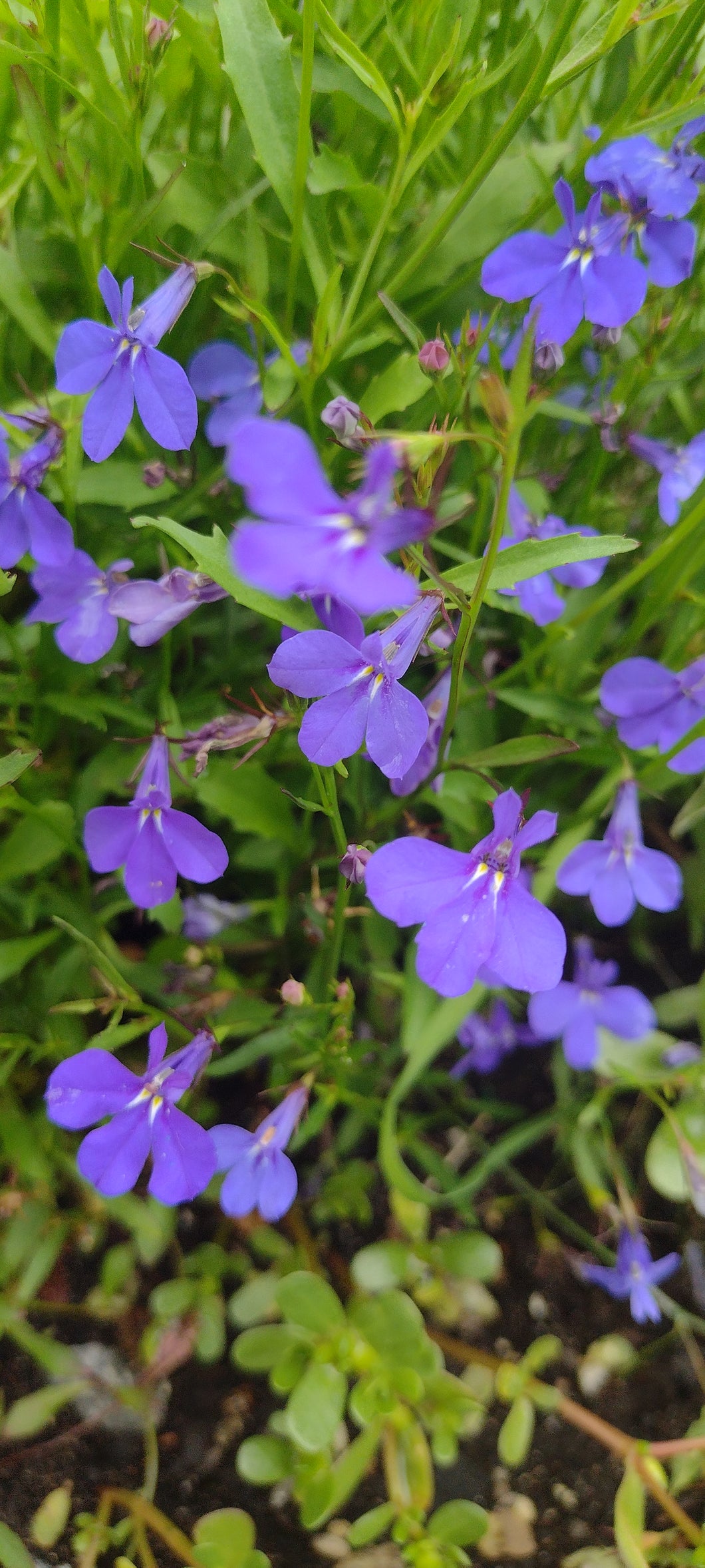 Lobélie bleu