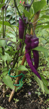 Load image into Gallery viewer, Piment Buena mulata
