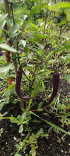Load image into Gallery viewer, Piment Buena mulata
