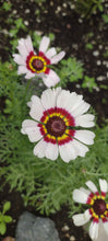 Load image into Gallery viewer, Chrysanthème à Carène
